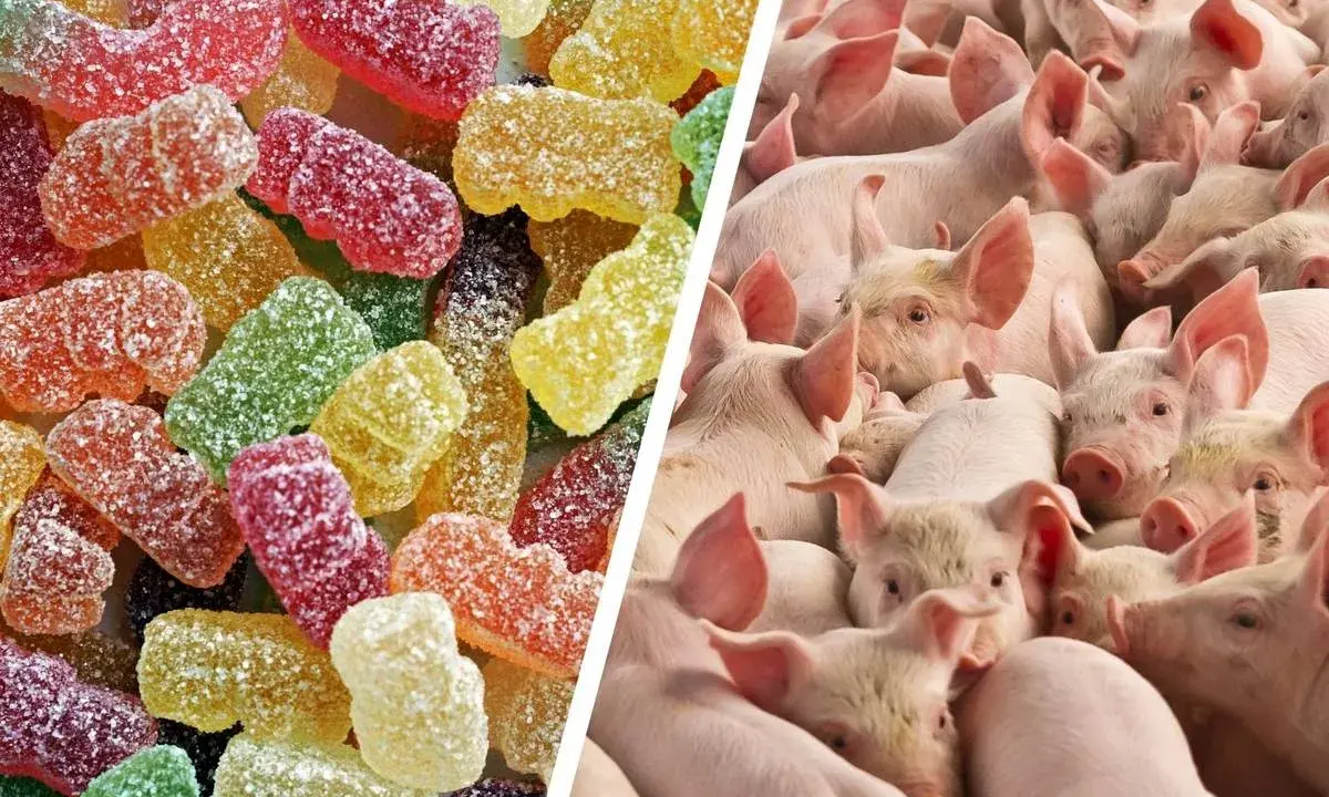 Bunte Gummibärchen und eine Gruppe von Schweinen. Was ist Gelatine? Sie ist ein tierisches Protein, das oft aus Schweineknochen und -haut gewonnen wird und in Süßigkeiten wie diesen Gummibärchen verwendet wird.