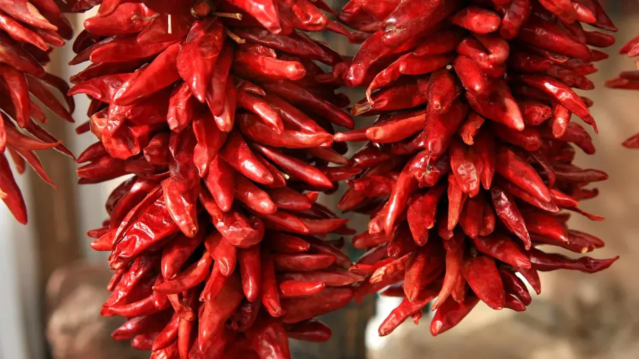 Zwei Stränge getrockneter, leuchtend roter Peperoncini hängen nebeneinander. Diese scharfen Chilischoten, auch Peperoncino genannt, sind ein Muss für Liebhaber würziger Gerichte.