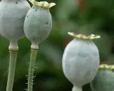 Reife Mohnkapseln, bereit zur Ernte für Mohn zum Backen. Die grünen Samenkapseln hängen an ihren Stielen.