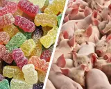 Bunte Gummibärchen und eine Gruppe von Schweinen. Was ist Gelatine? Sie ist ein tierisches Protein, das oft aus Schweineknochen und -haut gewonnen wird und in Süßigkeiten wie diesen Gummibärchen verwendet wird.