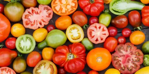 Vielfalt an Tomaten: rot, grün, gelb, orange. Welche Tomaten schmecken am besten? Hier ist eine bunte Auswahl zum Probieren.