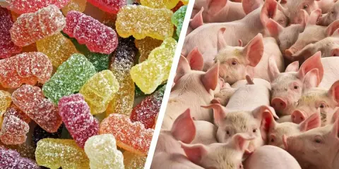 Bunte Gummibärchen und eine Gruppe von Schweinen. Was ist Gelatine? Sie ist ein tierisches Protein, das oft aus Schweineknochen und -haut gewonnen wird und in Süßigkeiten wie diesen Gummibärchen verwendet wird.