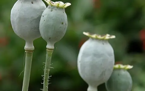 Reife Mohnkapseln, bereit zur Ernte für Mohn zum Backen. Die grünen Samenkapseln hängen an ihren Stielen.