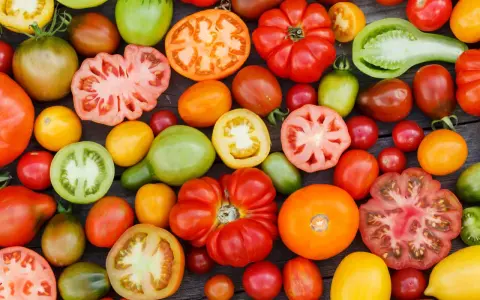 Vielfalt an Tomaten: rot, grün, gelb, orange. Welche Tomaten schmecken am besten? Hier ist eine bunte Auswahl zum Probieren.