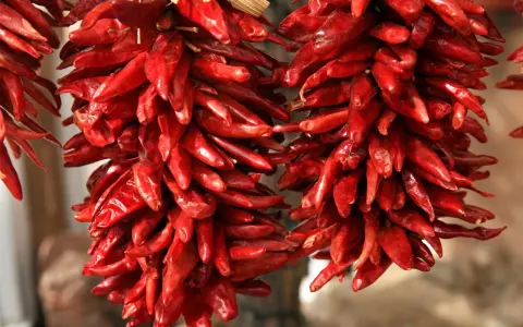 Zwei Stränge getrockneter, leuchtend roter Peperoncini hängen nebeneinander. Diese scharfen Chilischoten, auch Peperoncino genannt, sind ein Muss für Liebhaber würziger Gerichte.