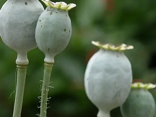 Reife Mohnkapseln, bereit zur Ernte für Mohn zum Backen. Die grünen Samenkapseln hängen an ihren Stielen.