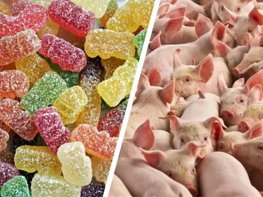 Bunte Gummibärchen und eine Gruppe von Schweinen. Was ist Gelatine? Sie ist ein tierisches Protein, das oft aus Schweineknochen und -haut gewonnen wird und in Süßigkeiten wie diesen Gummibärchen verwendet wird.