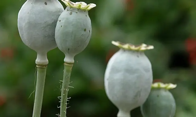 Reife Mohnkapseln, bereit zur Ernte für Mohn zum Backen. Die grünen Samenkapseln hängen an ihren Stielen.