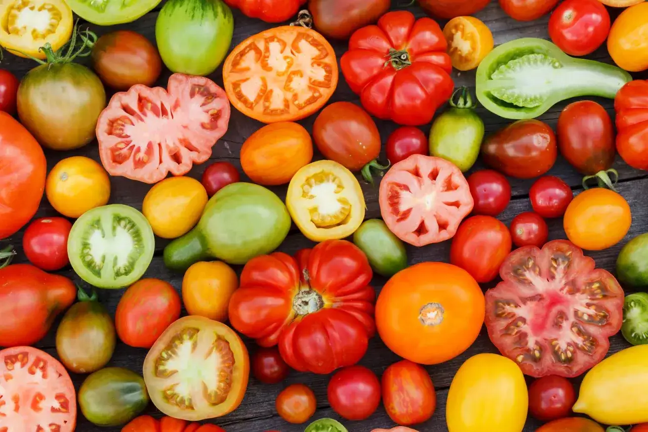Vielfalt an Tomaten, von rot &uuml;ber gr&uuml;n bis gelb. Welche Tomaten schmecken am besten? Hier ist eine bunte Auswahl zum Probieren.