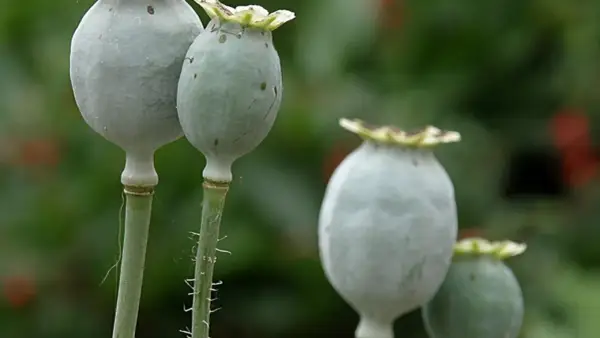 Reife Mohnkapseln, bereit zur Ernte für Mohn zum Backen. Die grünen Samenkapseln hängen an ihren Stielen.
